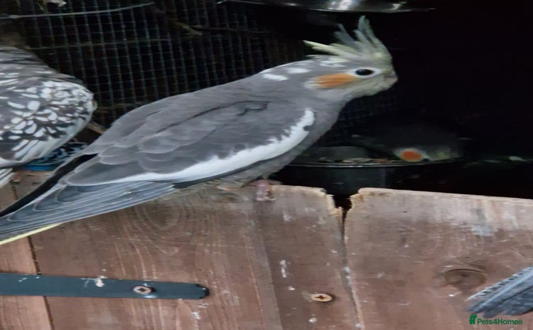 Cockatiels birds - Advert 3