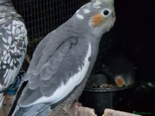 Cockatiels birds - Advert 1