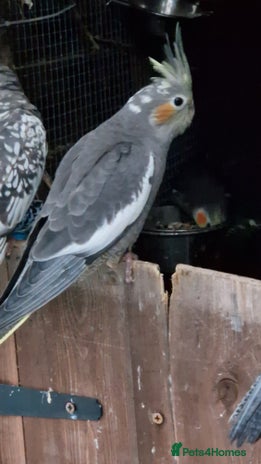 Cockatiels birds - Advert 3