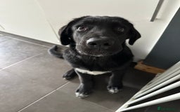 Mixed Breed dogs for sale: 3/4 Caucasian shepherd  - Image 4