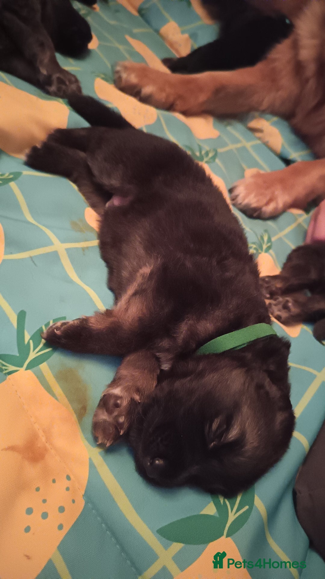 German Shepherd dogs for sale: German Shepherd puppies - Image 7
