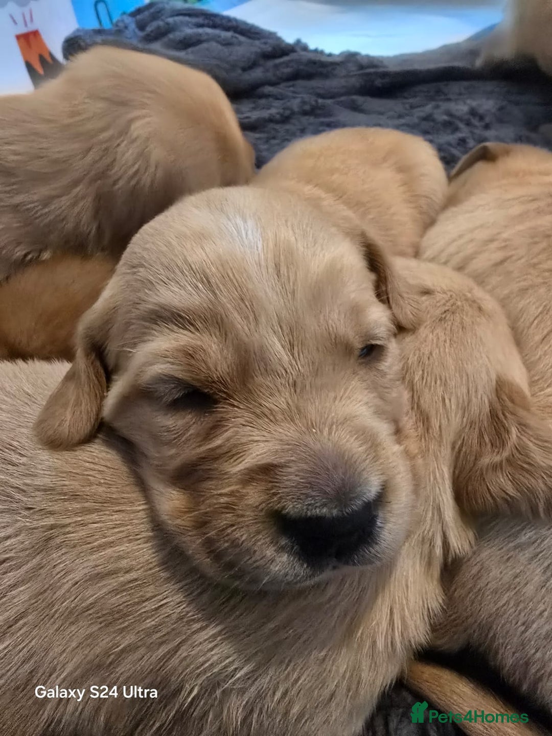 Golden Retriever dogs for stud: Fox red Golden retriever for stud, proven sire - Advert 8