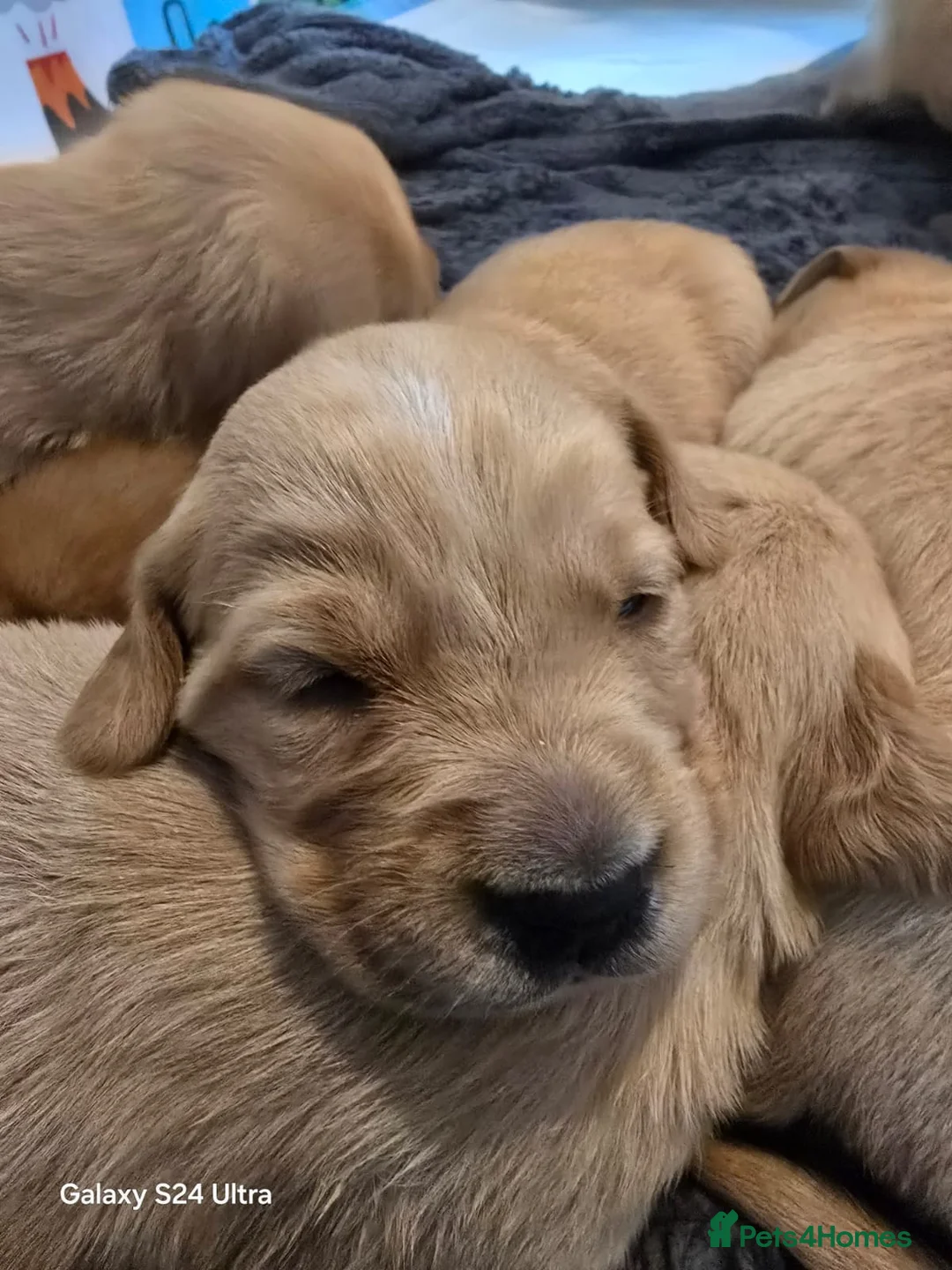 Golden Retriever dogs for stud: Fox red Golden retriever for stud, proven sire - Advert 8