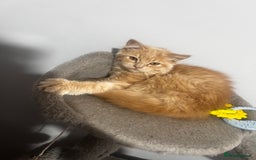 Ragdoll cats for sale: ragdoll - Image 1