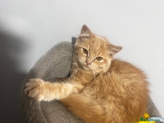 Ragdoll cats - Advert 2