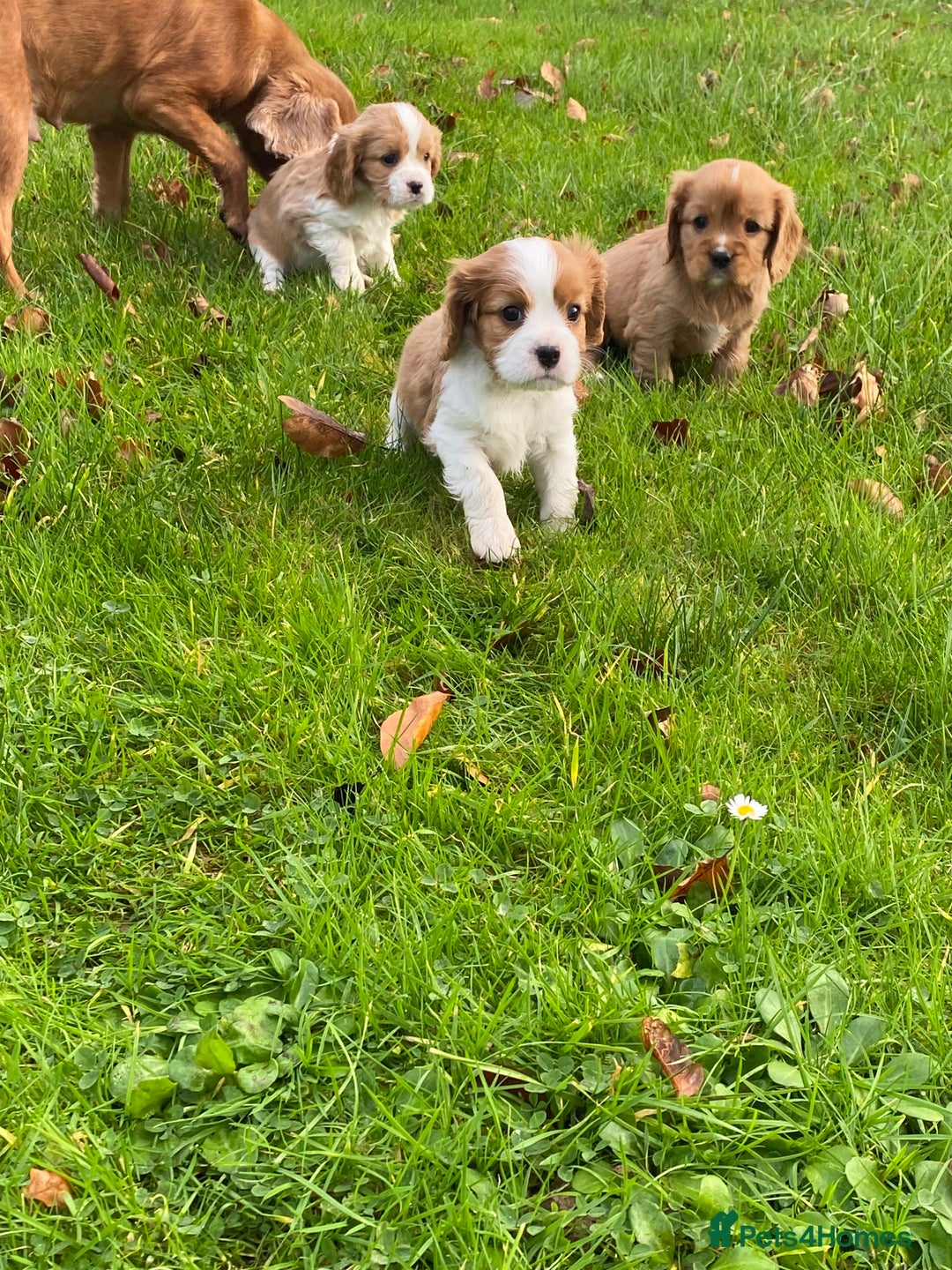 Cavalier King Charles Spaniel dogs for sale: 🐶🐶 Beautiful Cavalier King Charles Spaniel pupps - Advert 7