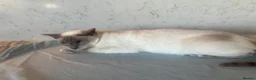 Siamese cats for sale: Lovely lilac point Siamese girl needing new home  - Advert 4