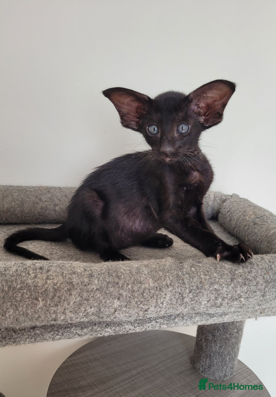 Oriental cats for sale: Oriental Shorthair kittens  - Image 7