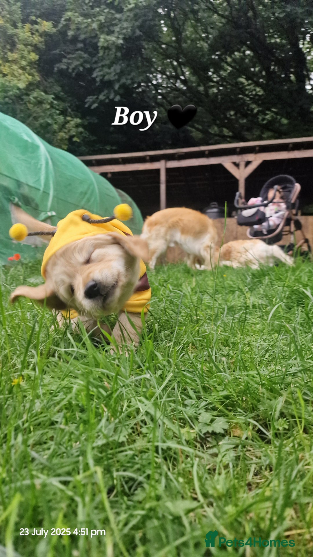 Golden Retriever dogs for sale: 💫💫💫 All puppies are reserved 💫💫💫 in Saint Helens - Image 10