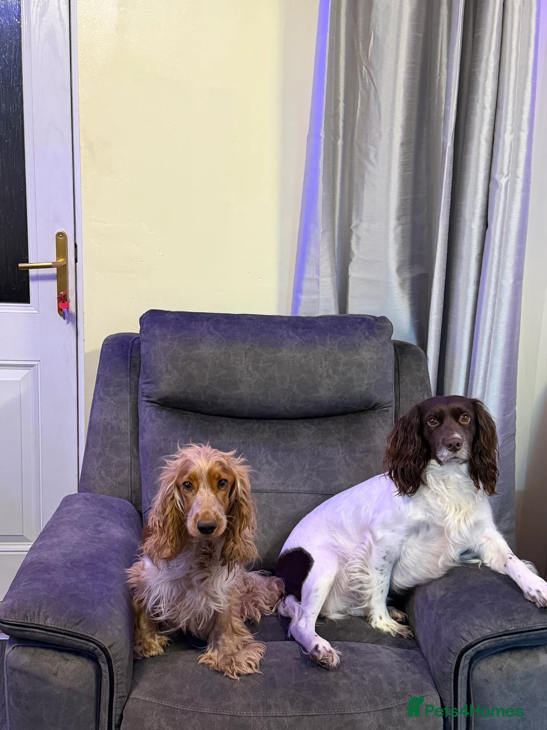 Mixed Breed dogs for sale: Sprocker puppies  - Advert 11