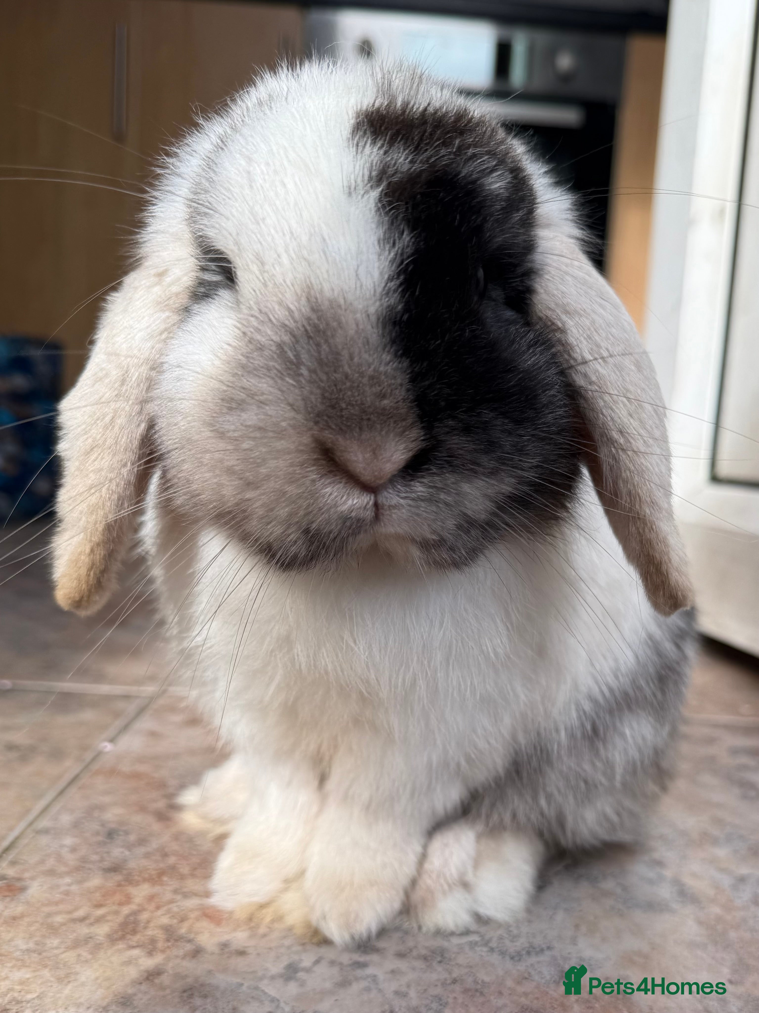 Mini Lop rabbits Stunning pure bred mini lop buck  - Advert 16