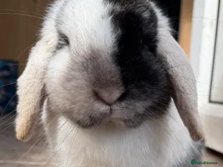 Mini Lop rabbits Stunning pure bred mini lop buck - Advert 16