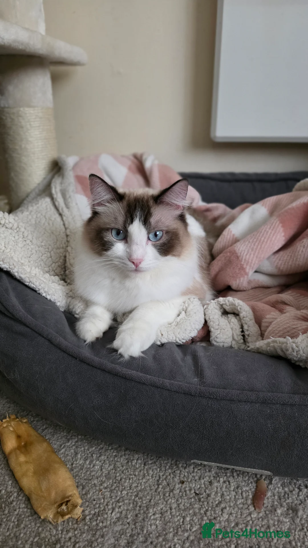 Ragdoll cats for sale: 2 Female Ragdoll Kittens - Advert 9