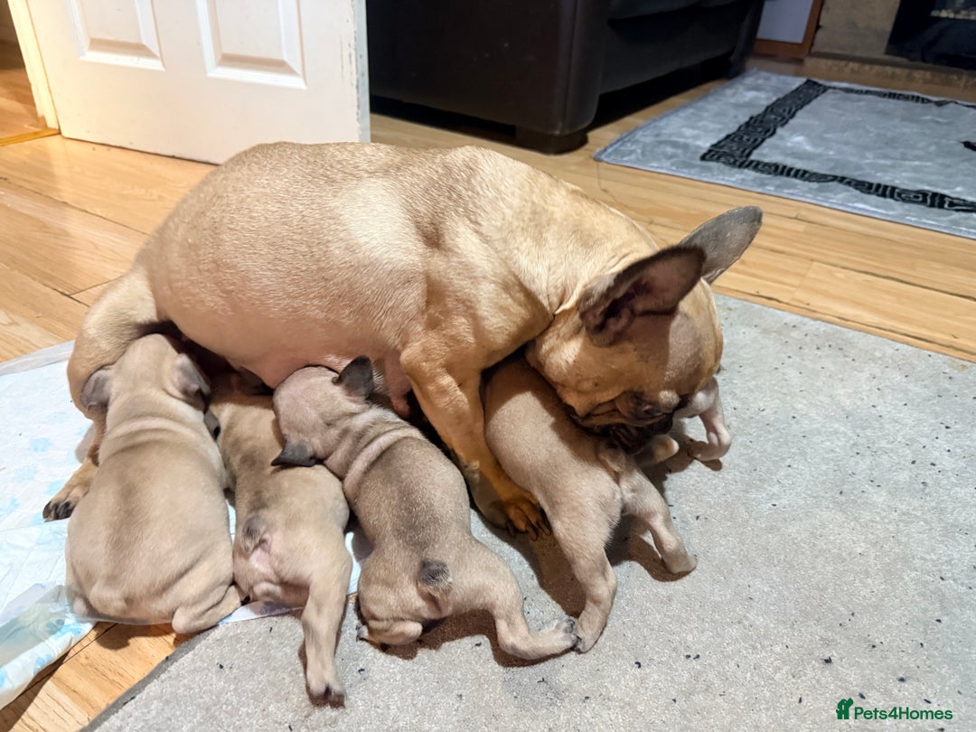French Bulldog dogs for sale: Pedigree Mum Frenchy Pups-Gorgeous and ready soon! - Advert 7