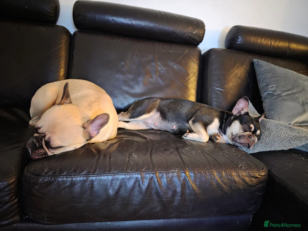 French Bulldog dogs for sale: French bulldogs  - Advert 1