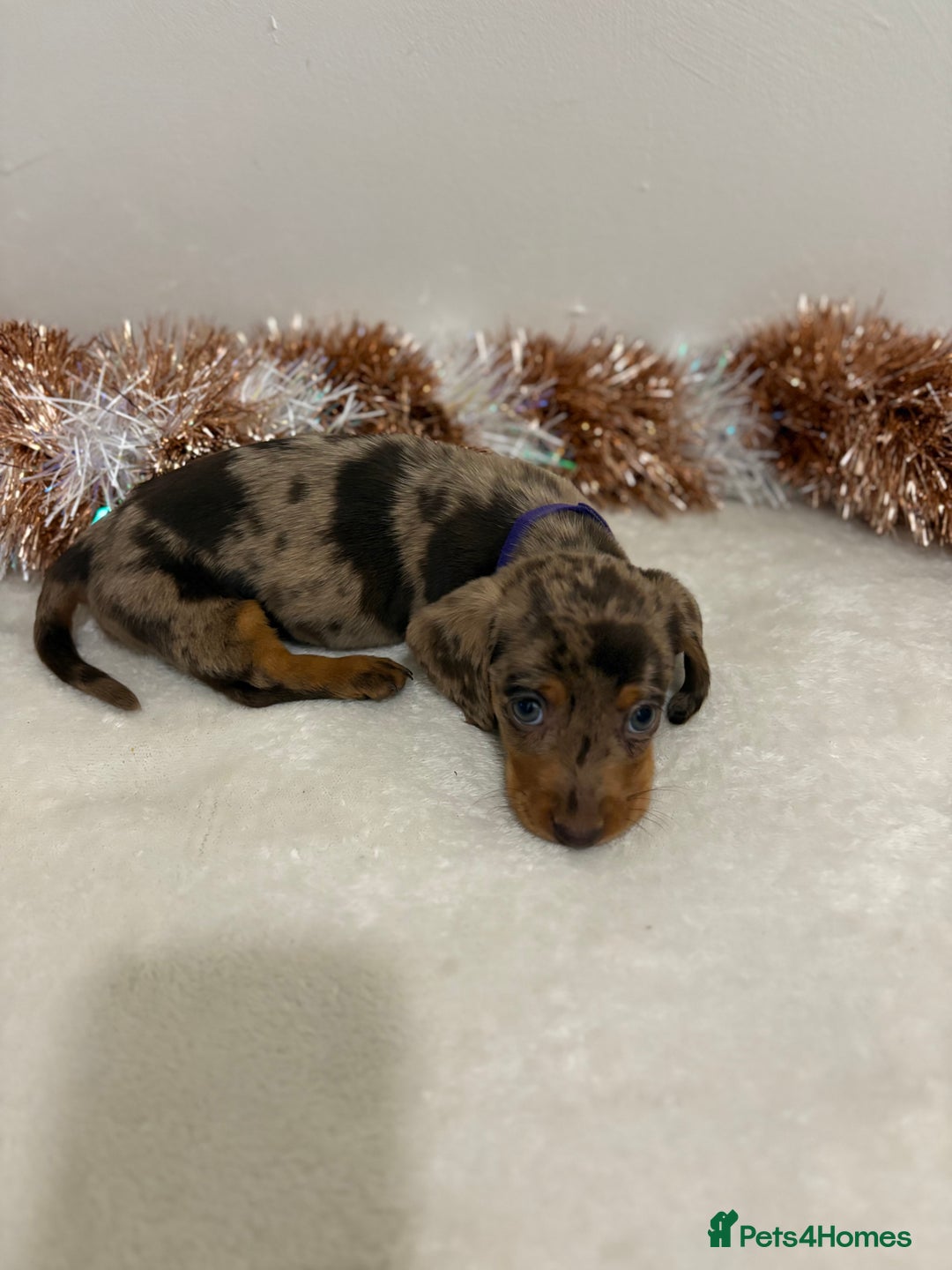 Miniature Dachshund dogs for sale: Miniature Dachshund Pups  - Advert 17