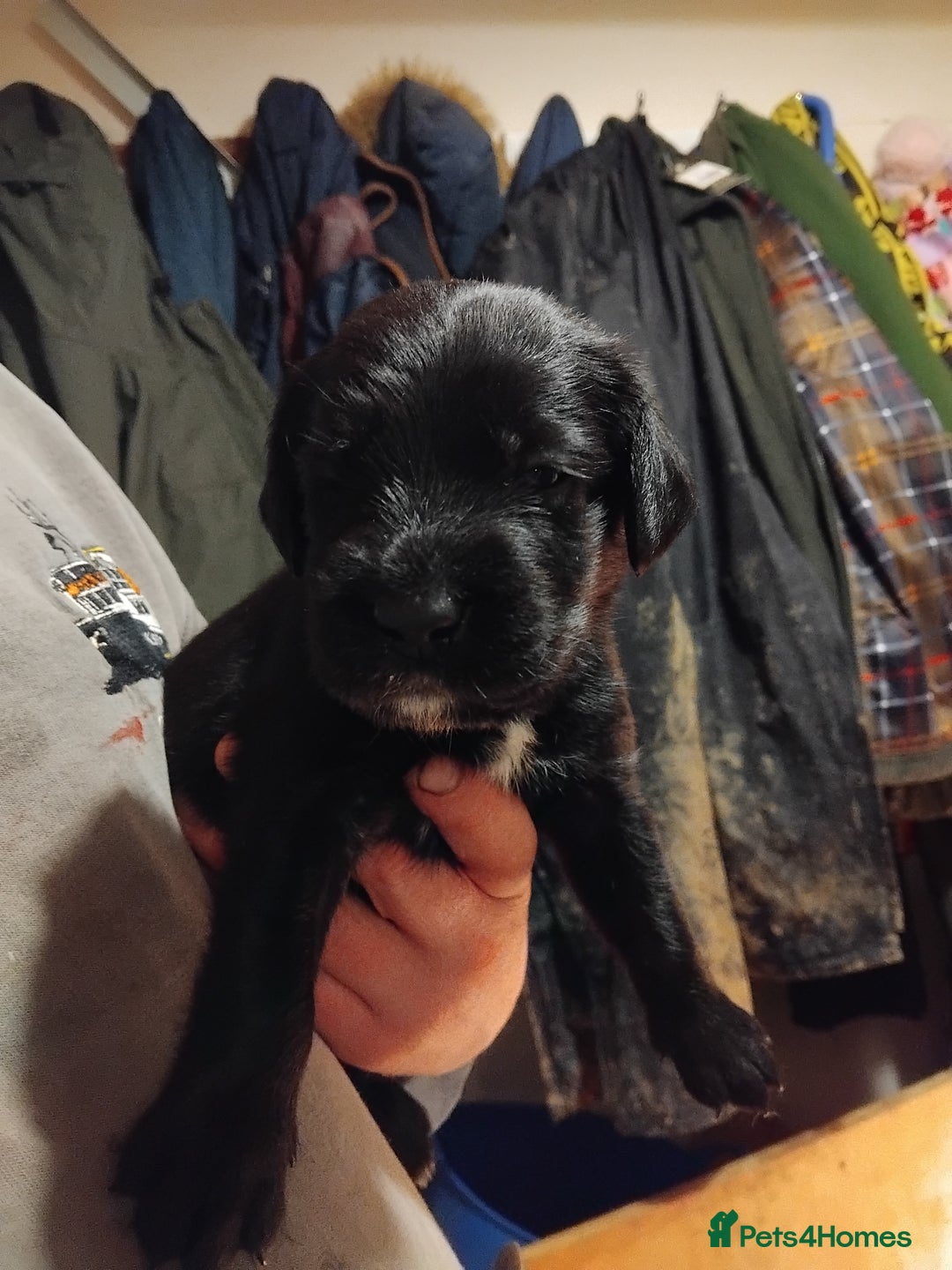 Mixed Breed dogs for sale: German Wirehaired Pointer x Springer Spaniel Pups - Advert 7