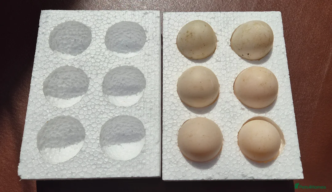 Ducks poultry for sale: Large Silver Appleyard hatching eggs - Advert 1