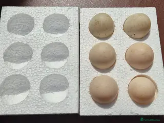 Ducks poultry Large Silver Appleyard hatching eggs - Advert 1