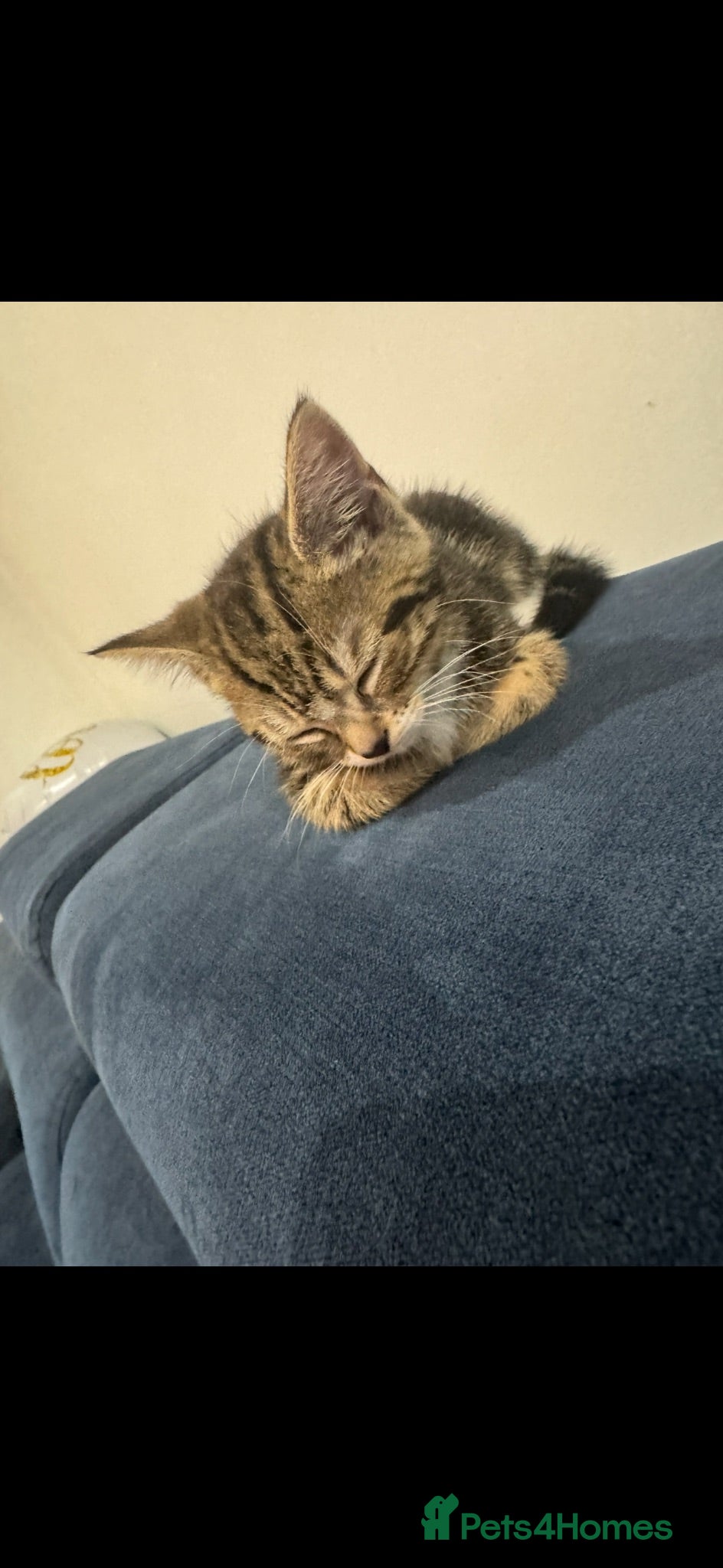 Mixed Breed cats Tabby kitten - Advert 2
