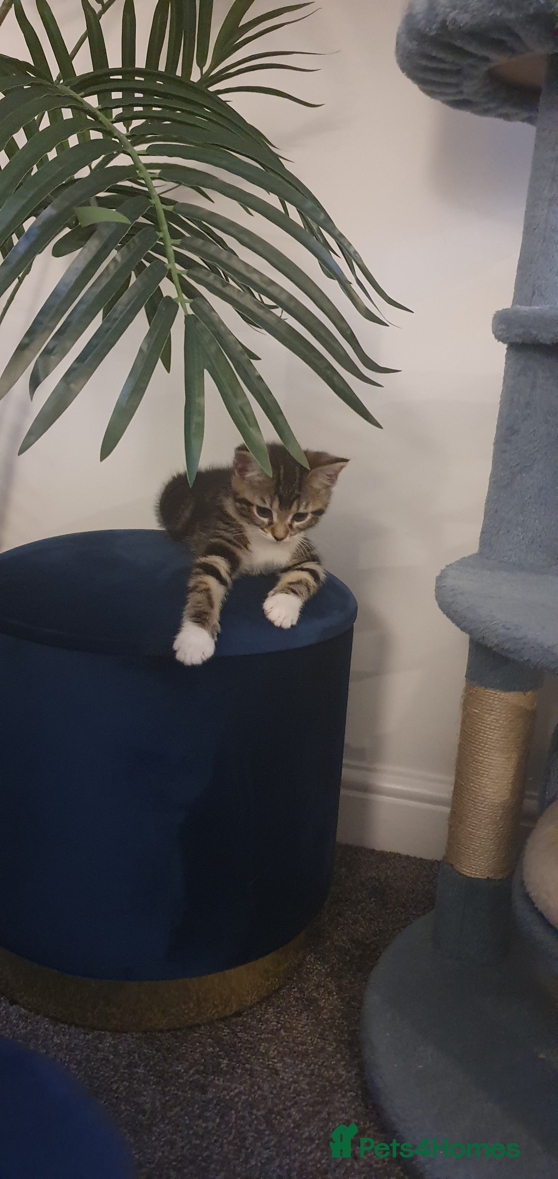 Ragdoll cats Tabby ragdoll x - Advert 4