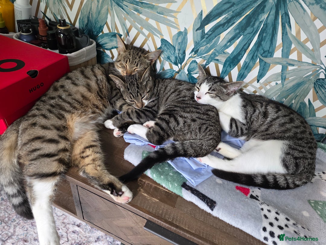 Mixed Breed cats for sale: 3 kittens  - Image 5