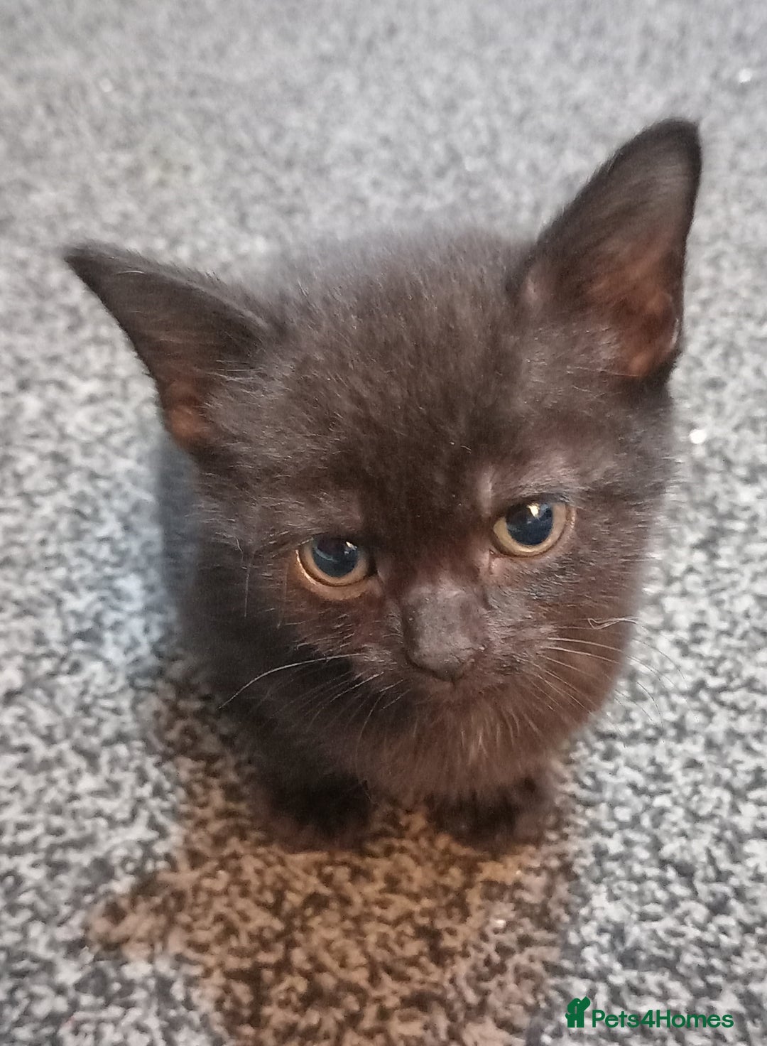 British Shorthair cats for sale: Cute kittens looking for forever homes  - Advert 6