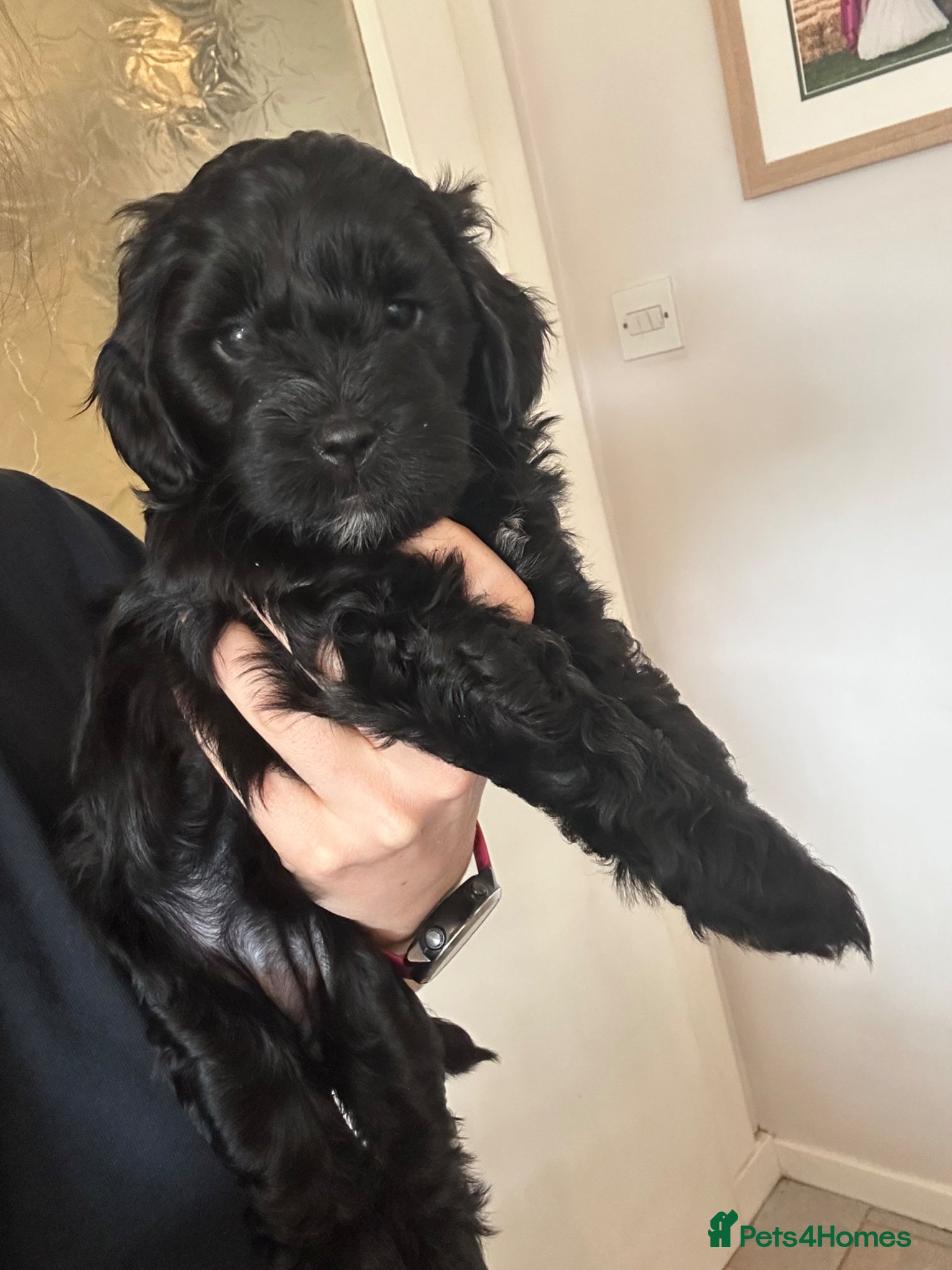 Mixed Breed dogs Sprockerpoo puppies looking for their forever home - Advert 10