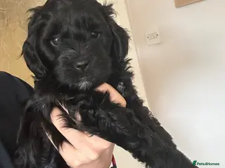 Mixed Breed dogs Sprockerpoo puppies looking for their forever home - Advert 10