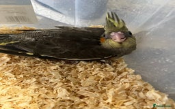 Cockatiels birds for sale: Male cockatiels young  - Image 1