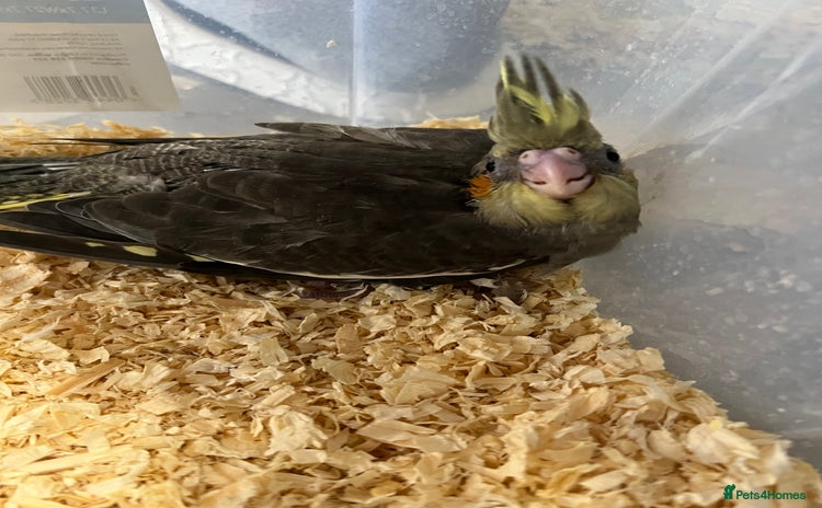 Cockatiels birds - Advert 3