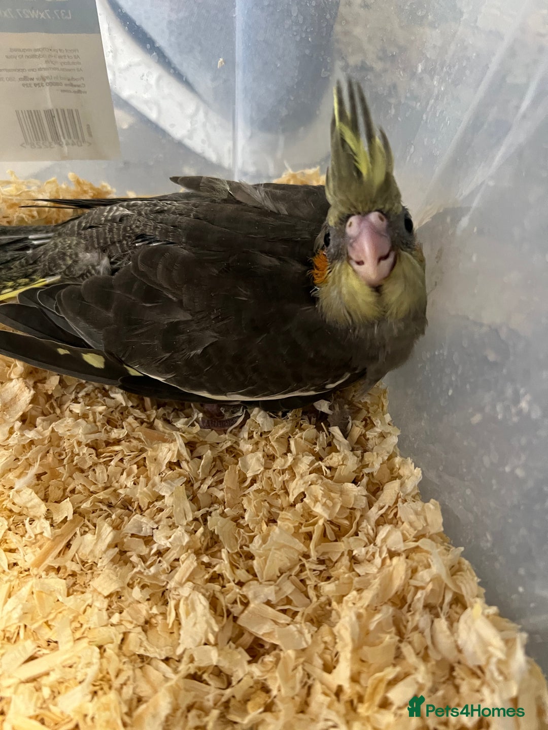 Cockatiels birds for sale: Male cockatiels young  - Image 1