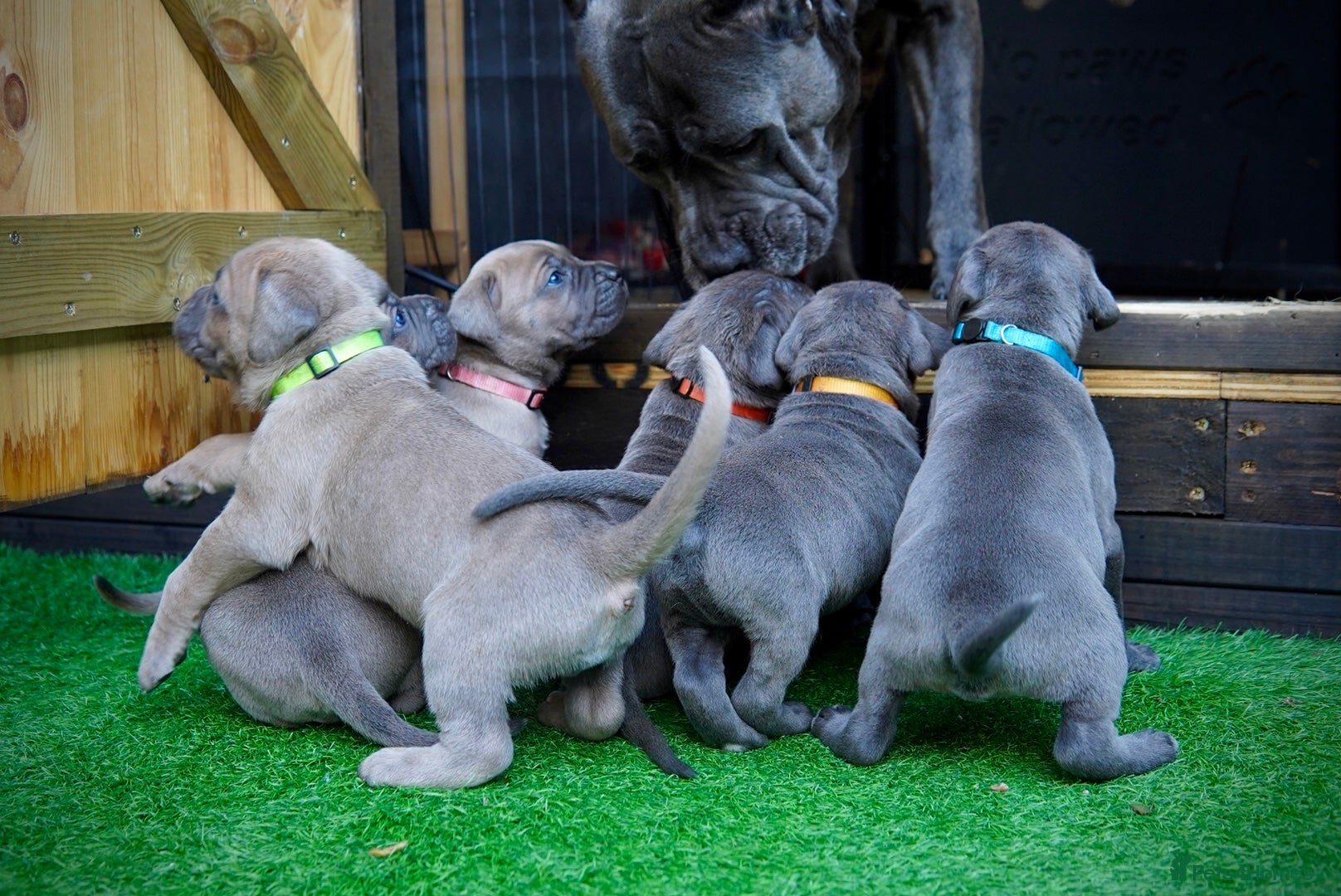 Cane Corso dogs ICCF Registered Cane Corsos  - Advert 2