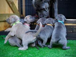 Cane Corso dogs ICCF Registered Cane Corsos - Advert 3