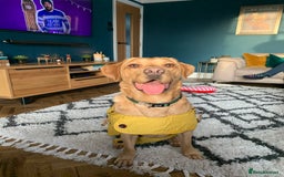 Labrador Retriever dogs for sale: My boy Lenny  - Image 20