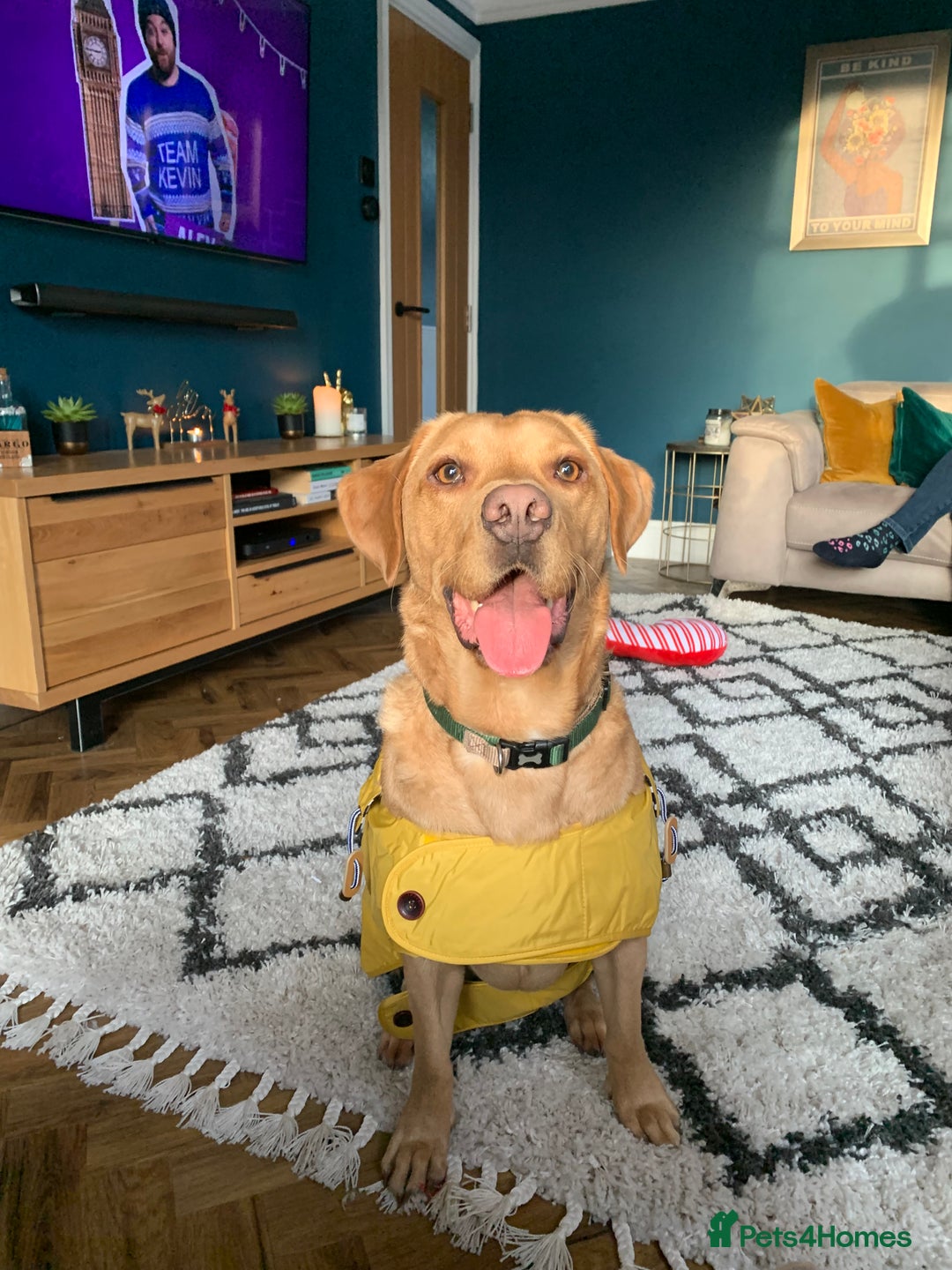 Labrador Retriever dogs for sale: My boy Lenny  - Image 20