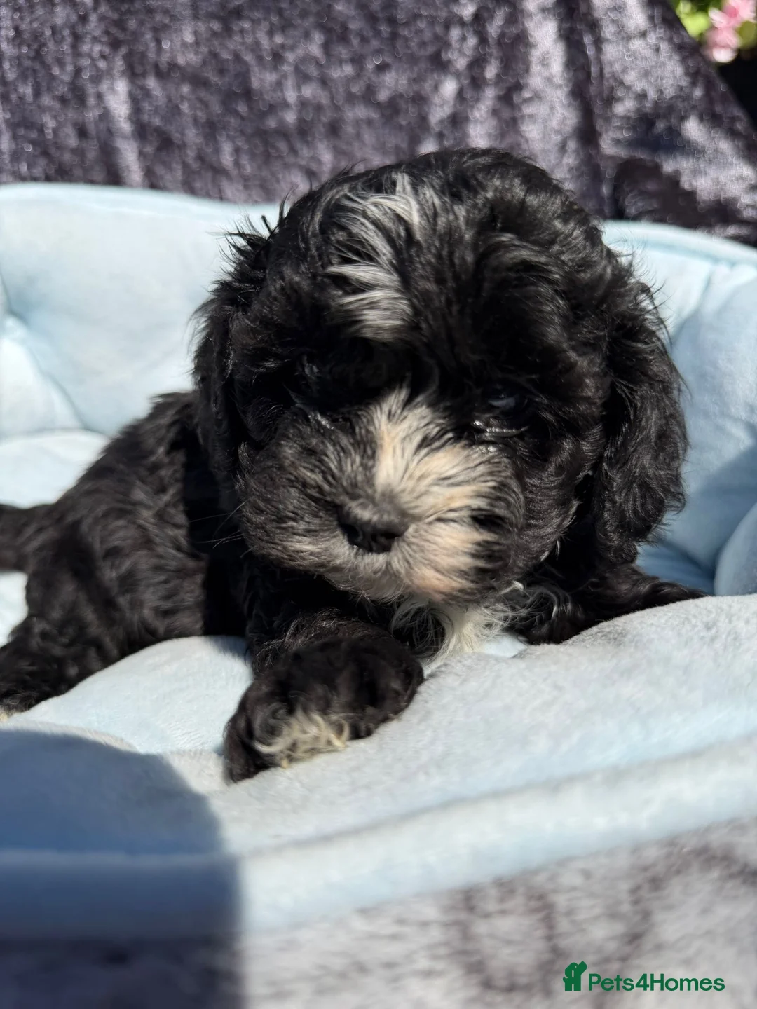 Shihpoo dogs for sale: Shihpoo babies - Advert 35