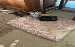 Burmese cats for sale: Burmese x British shorthair kittens  - Image 9
