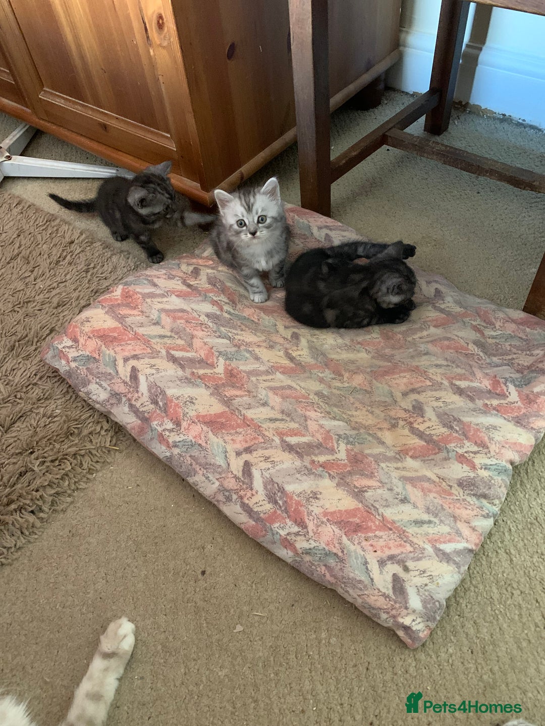 Burmese cats for sale: Burmese x British shorthair kittens  - Image 9