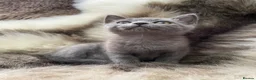 Mixed Breed cats for sale: Bsh mix girl - Advert 15