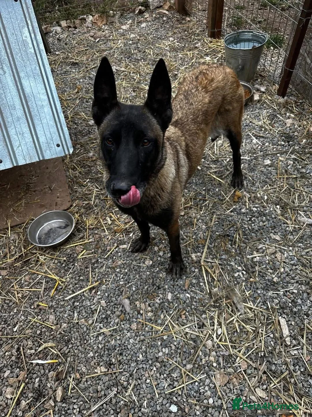 Mixed Breed dogs for adoption: Hera ❤️ - Advert 4