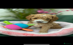 Australian Labradoodle dogs for sale: Beautiful Australian Labradoodle x pups!  - Image 9