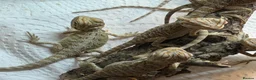 Bearded Dragon reptiles for sale: Baby Bearded Dragons. Visual Dunners & Hypos - Advert 18
