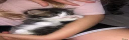Mixed Breed cats for sale: Kittens  - Advert 6