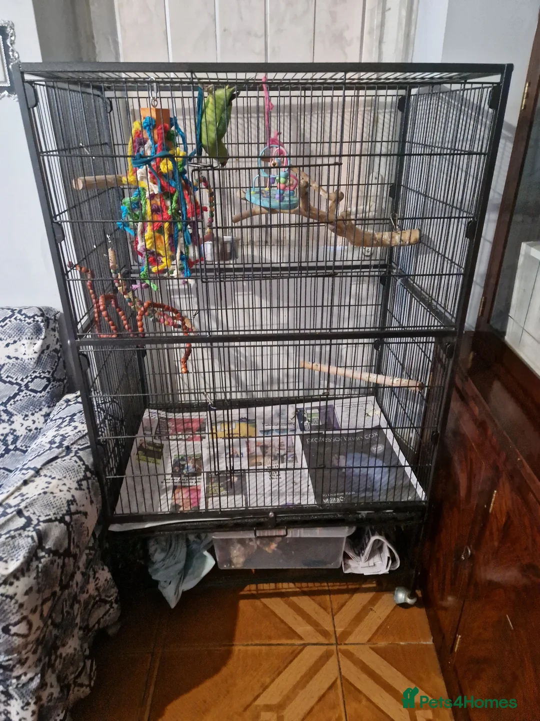 Ringnecks birds for sale: Ringneck for sale - Advert 2