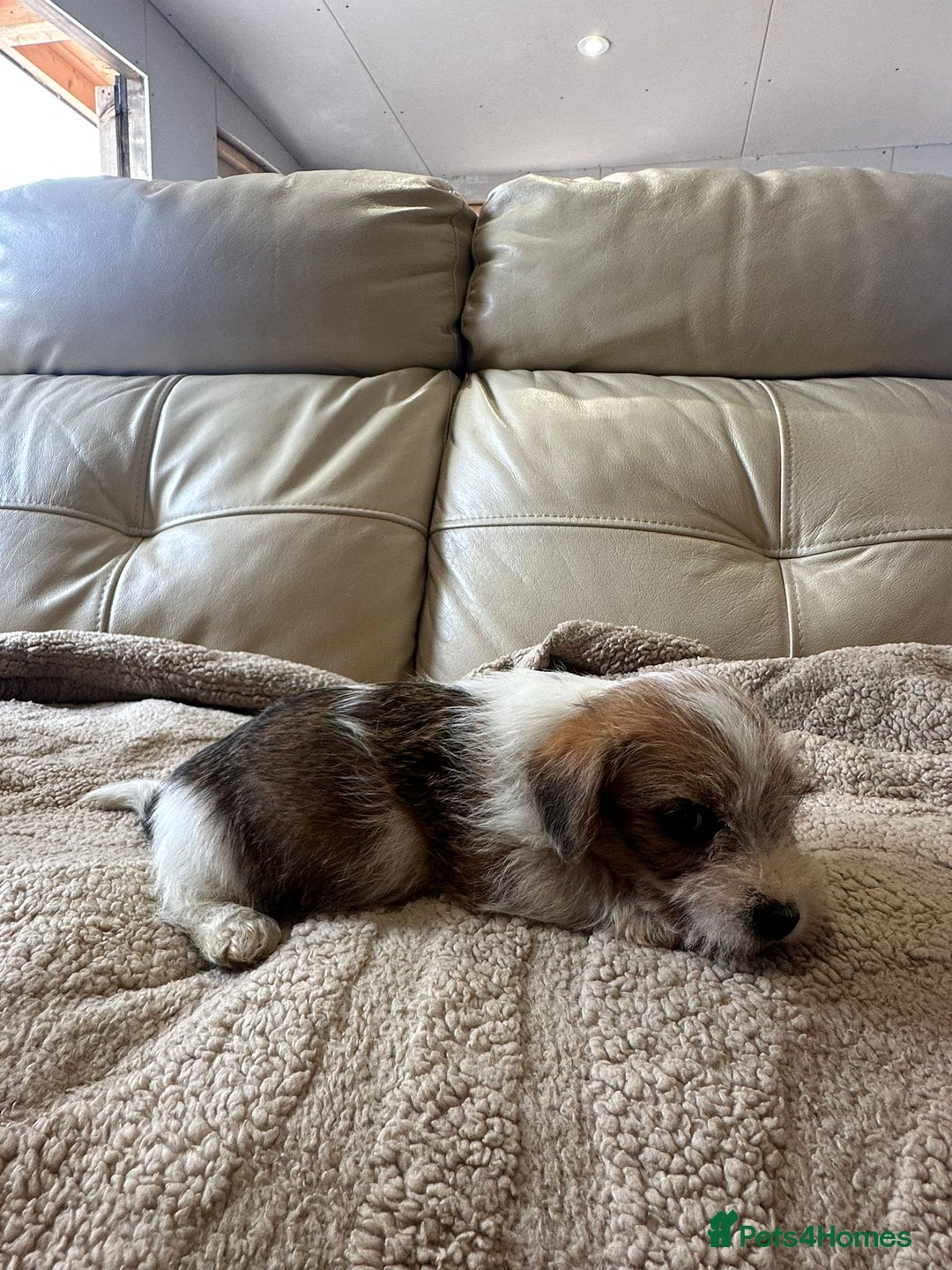 Jack Russell dogs for sale: Jack Russel puppies - Image 6
