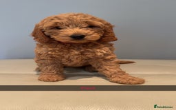 Cockapoo dogs for sale: Stunning F1B Cockapoo Pups - Image 9