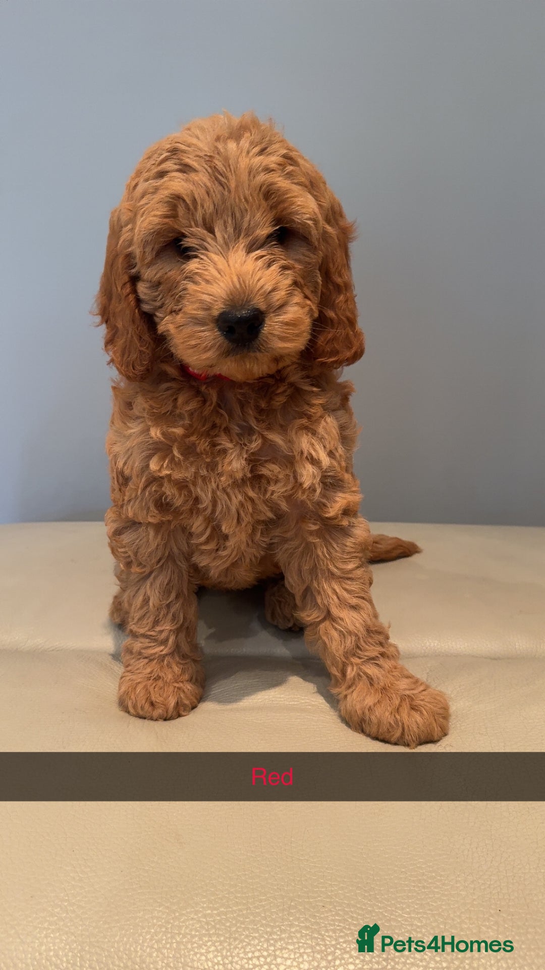 Cockapoo dogs for sale: Stunning F1B Cockapoo Pups - Image 9