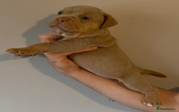 Olde English Bulldogge dogs for sale: Olde English bulldog puppies - Image 5