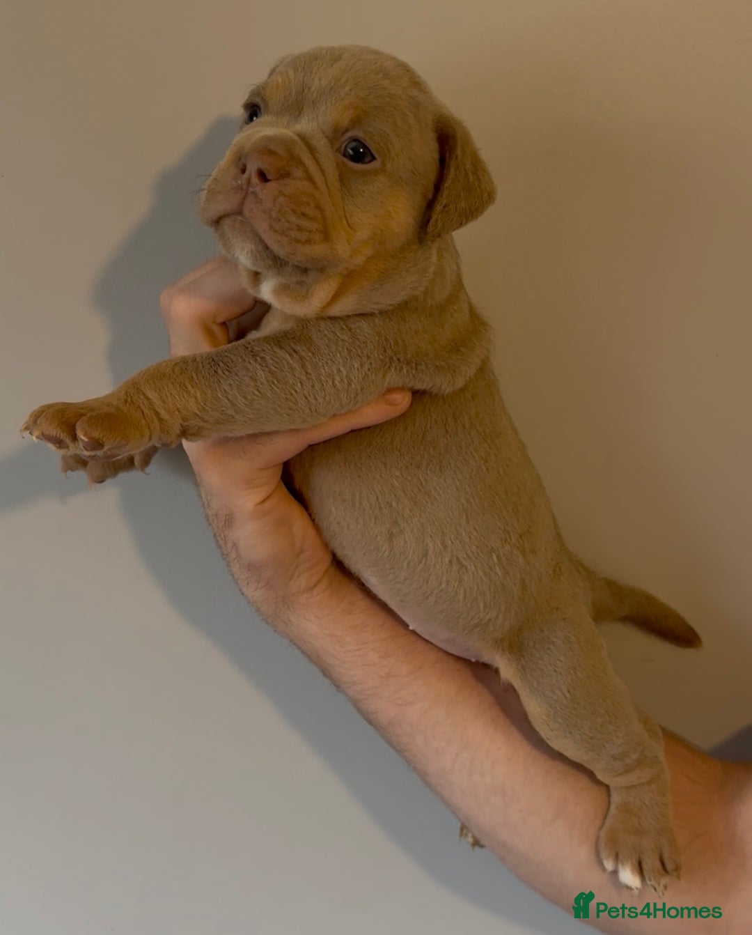 Olde English Bulldogge dogs for sale: Olde English bulldog puppies - Image 5